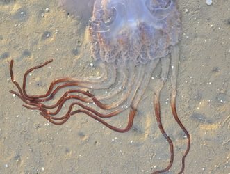 Rhizostoma luteum: Una Joya Desconocida del Mar