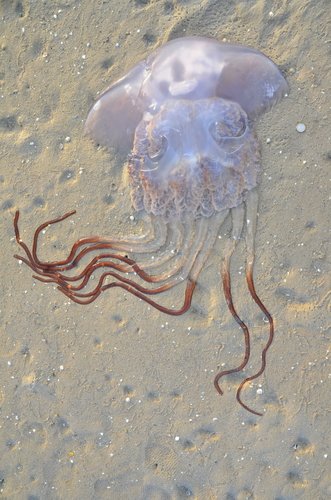 Rhizostoma luteum: Una Joya Desconocida del Mar